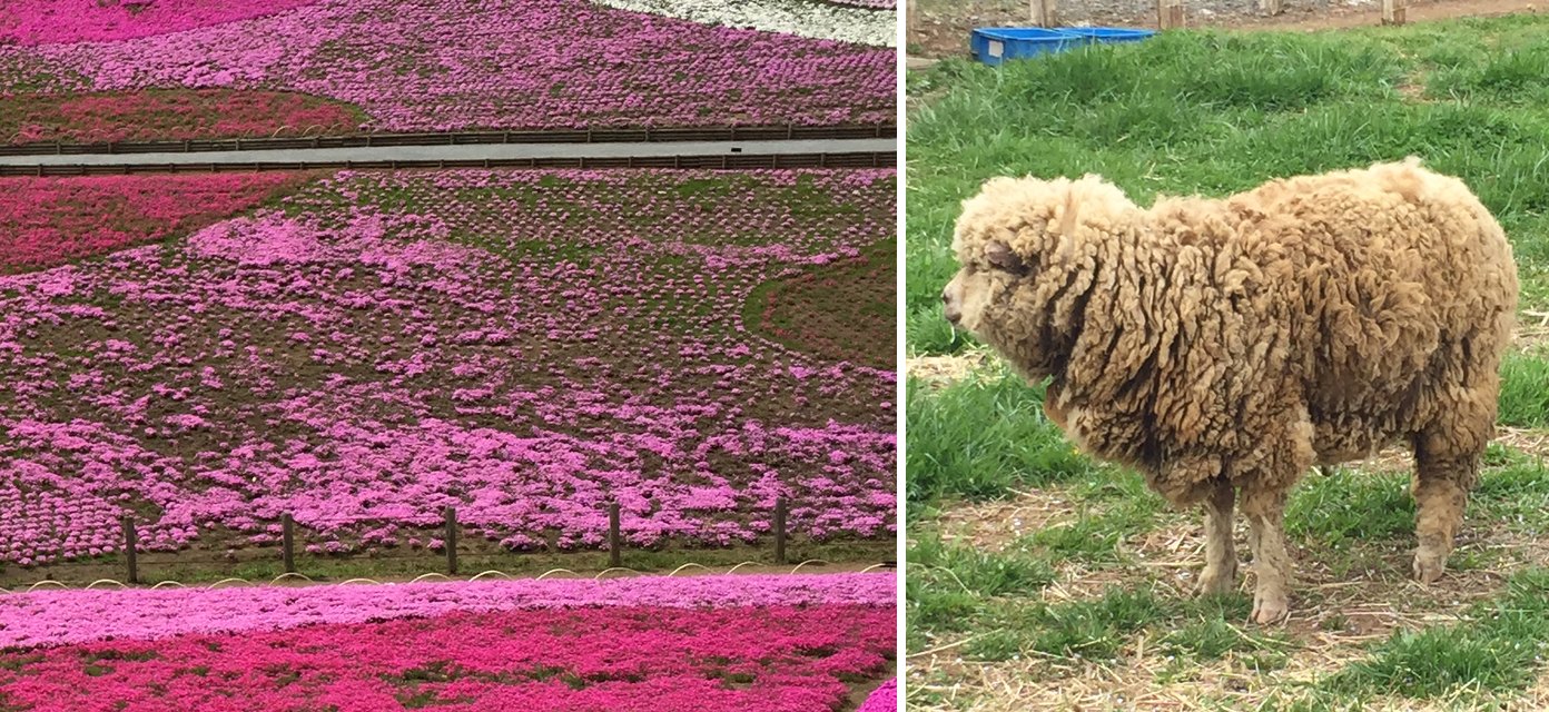 羊山公園の丘に咲く濃いピンクと薄いピンクの芝桜と、公園の牧場の羊(2015年4月撮影)
